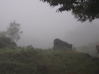 fugio Pirao-20101010 001
